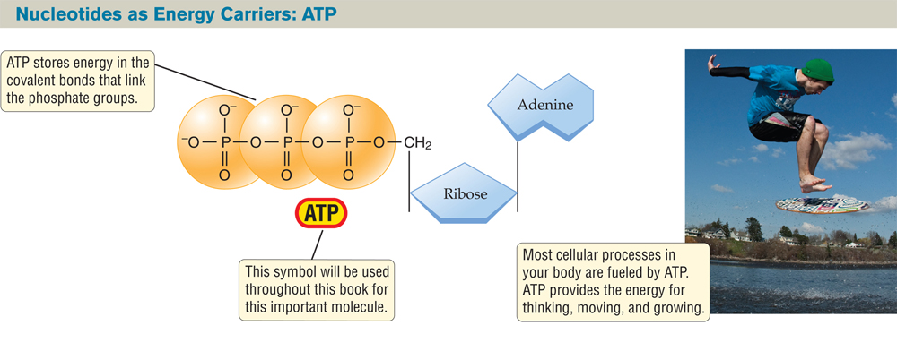 Diagram titled “Nucleotides as Energy Carriers: ATP.” : Diagram shows three linked phosphate groups connected to the ring form of ribose and the base adenine. Text reads, “ATP stores energy in the covalent bonds that link the phosphate groups. This symbol (ATP) will be used throughout this book for this important molecule.”