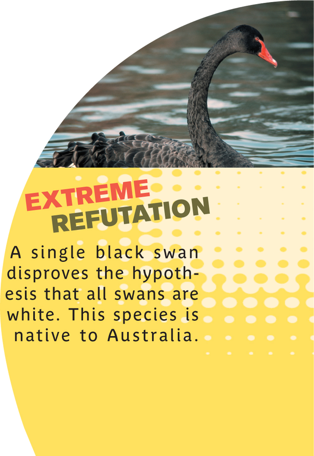 A single black swan disproves the hypothesis that all swans are white. This species is native to Australia.