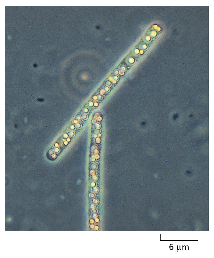 A micrograph shows Beggiatoa.