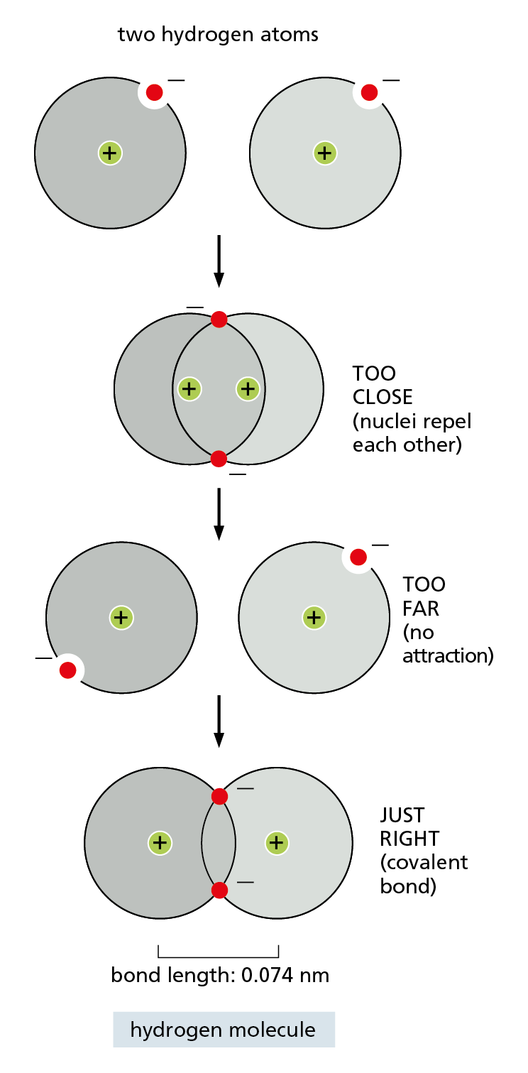 An illustration shows incorrect and correct bonding of two hydrogen atoms in a covalent bond.