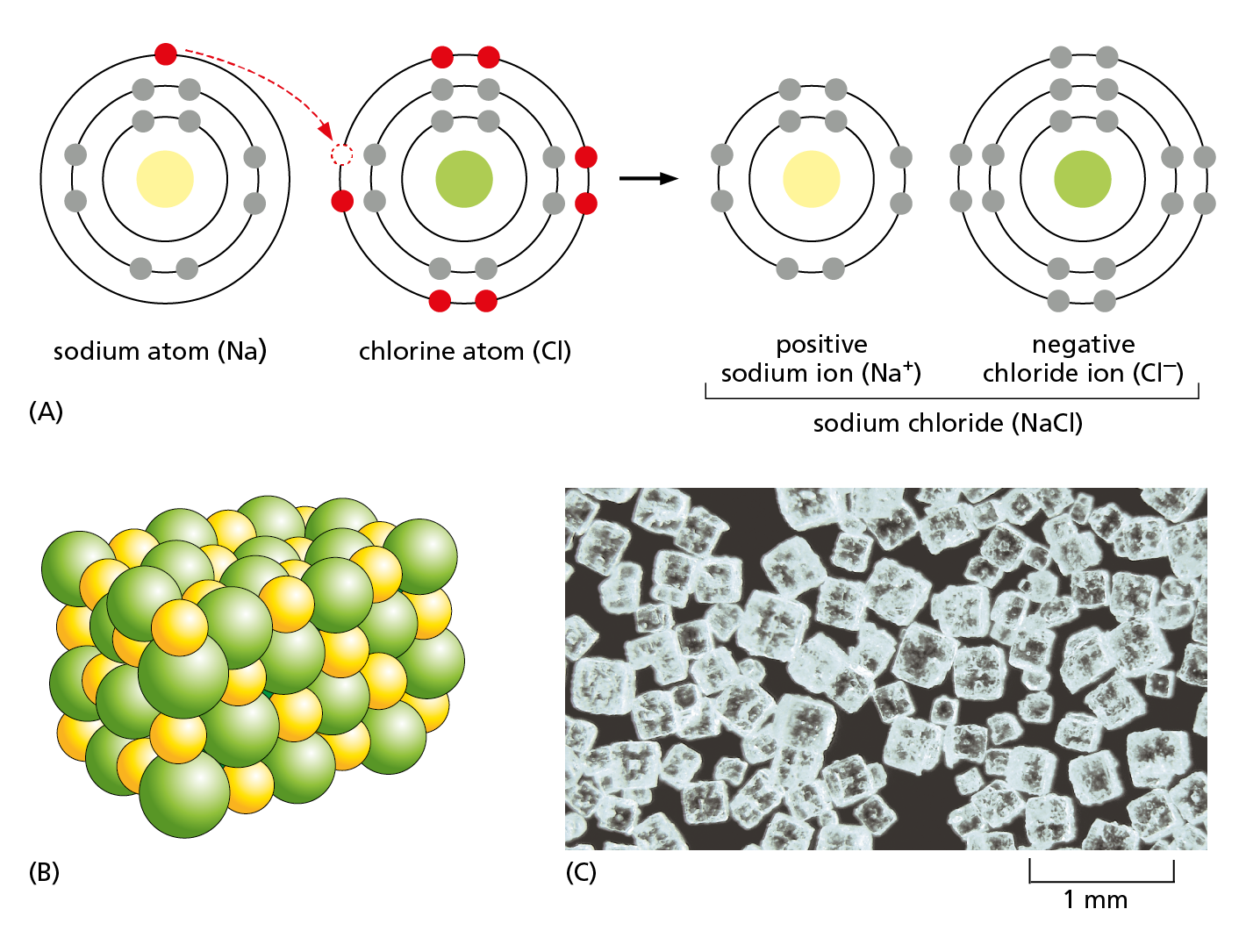 A three-part illustration shows atomic models of sodium, chlorine, and sodium chloride; and a space filling model and micrograph of sodium chloride crystals.