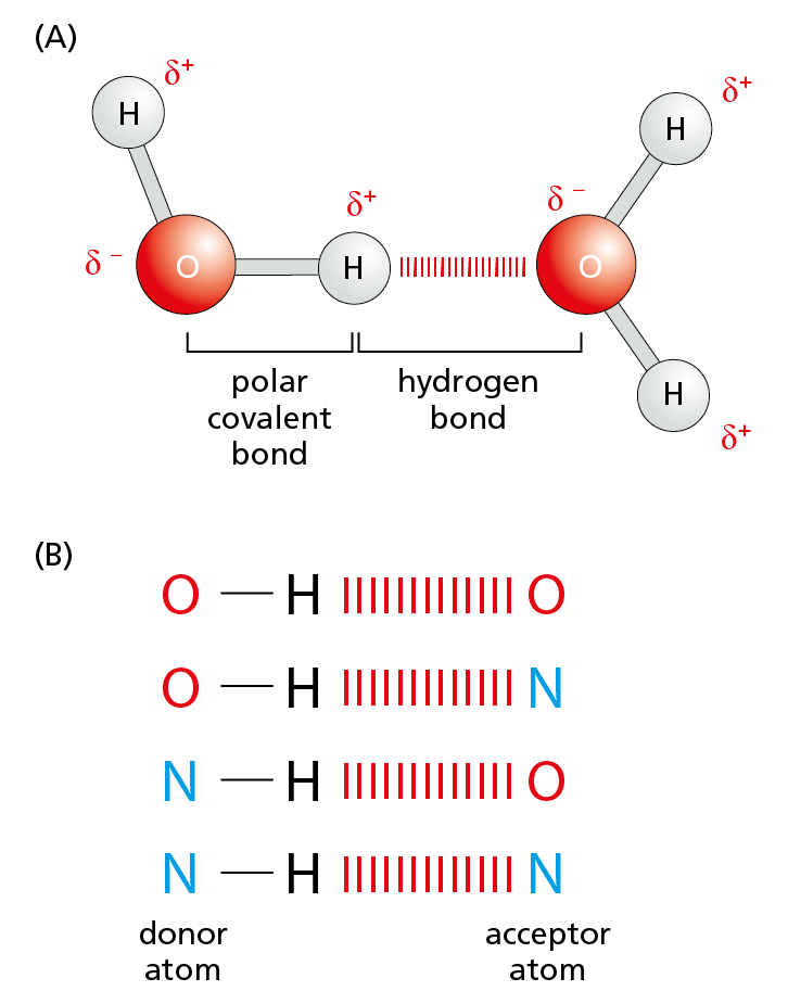 Illustration A shows a schematic of hydrogen bonding in water. Illustration B shows hydrogen bonding among various atoms.