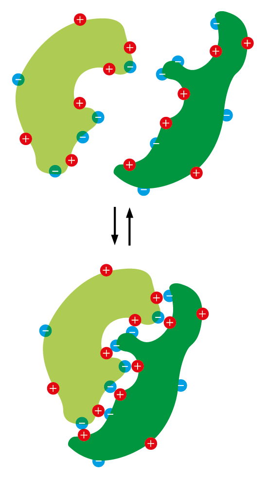 An illustration depicts reversible electrostatic attraction between two large protein molecules with positive and negative ions on their surface.
