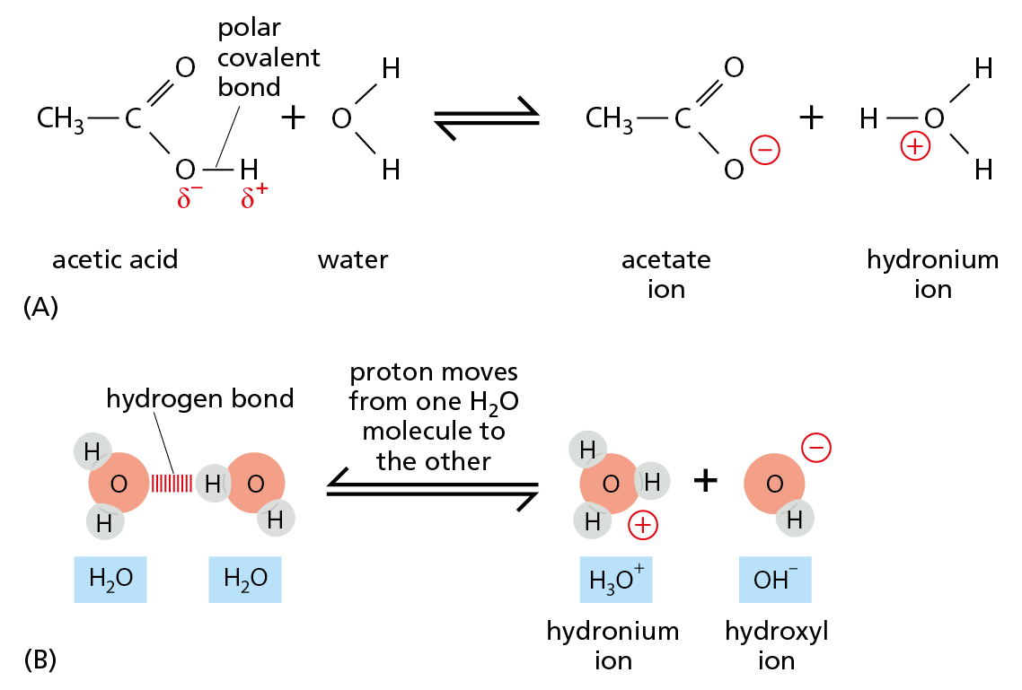 A two-part illustration shows two reversible chemical reactions.