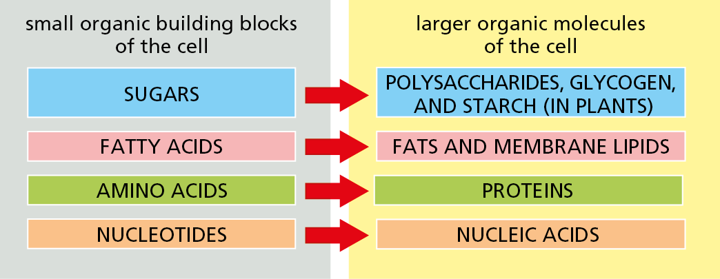 A chart shows four major families of small organic molecules and their corresponding large organic molecules of the cell.