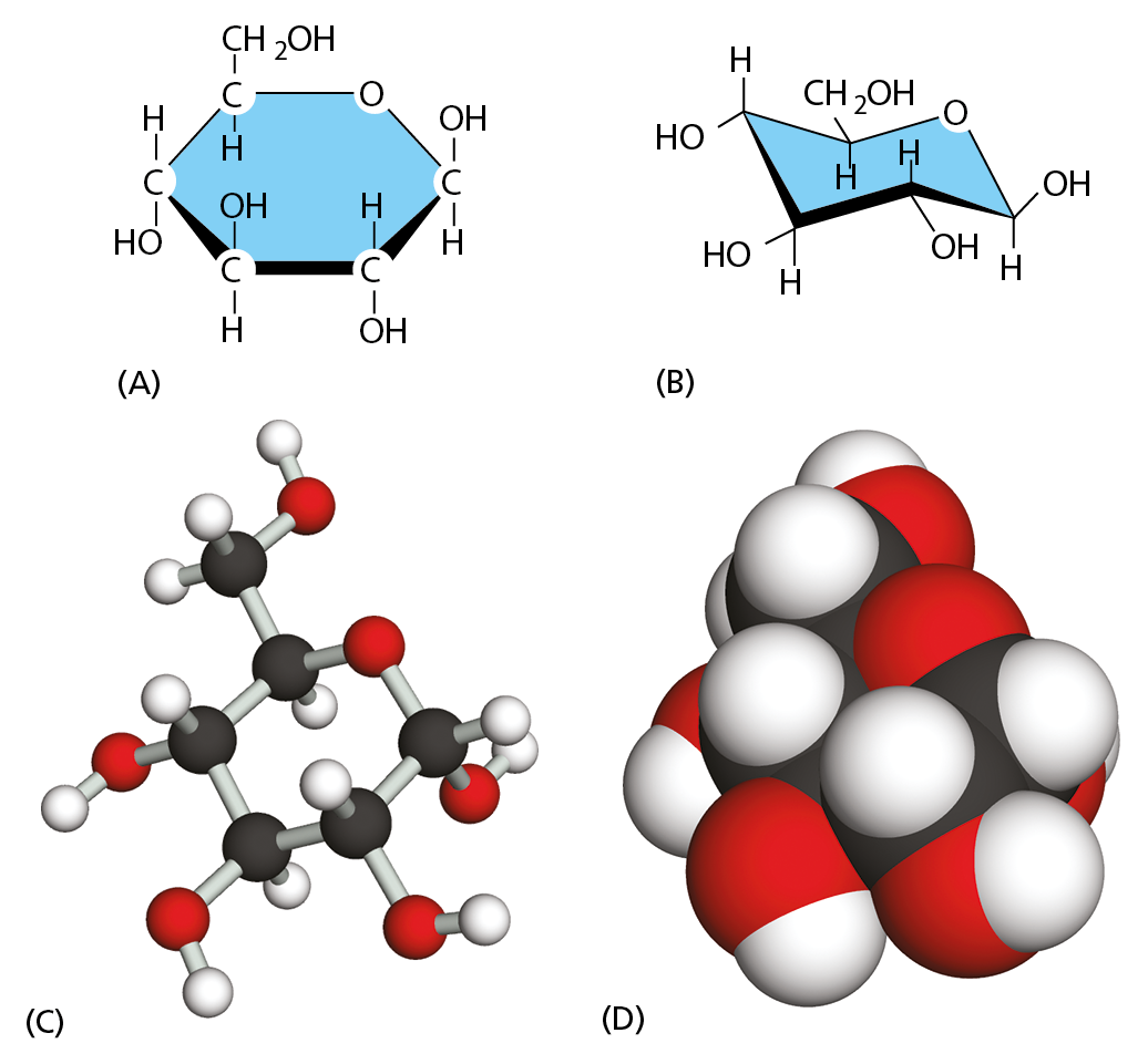Illustrations A through D show four different structural representation of glucose.