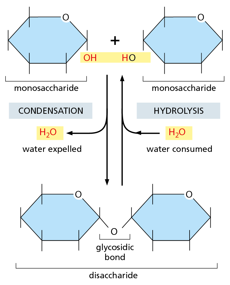 An illustration shows that a condensation reaction is the reverse of a hydrolysis reaction.