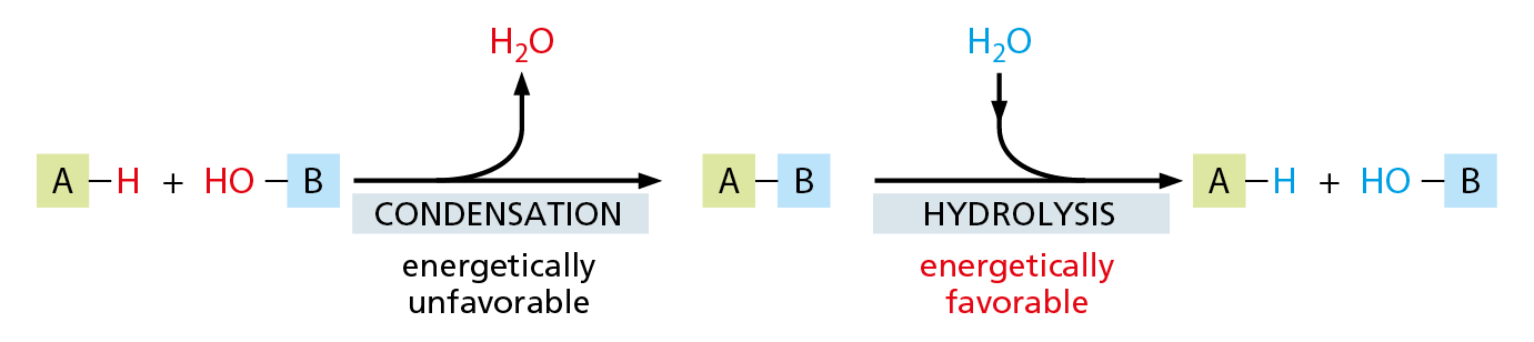 An illustration shows that condensation is energetically unfavorable and hydrolysis is energetically favorable.