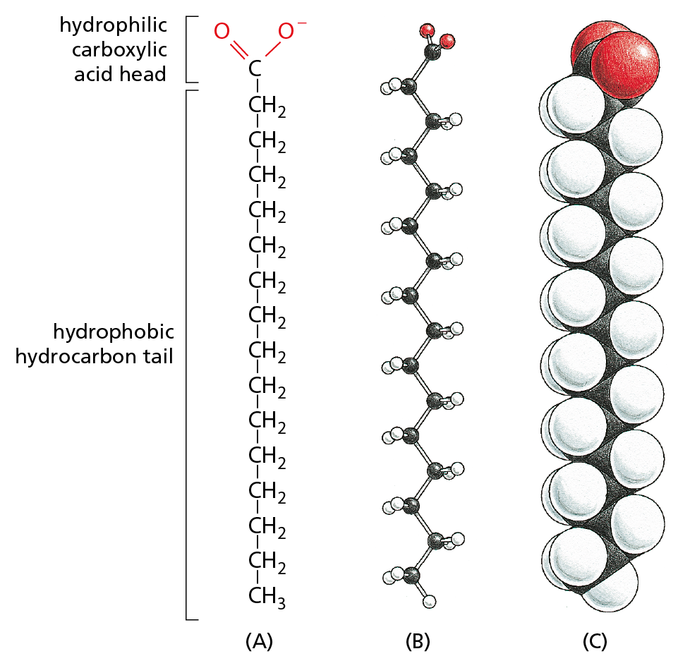 Illustrations A through C show the chemical structure, ball and stick model, and space filling model of a fatty acid.