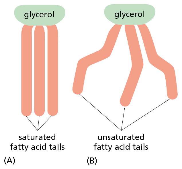 Illustrations A and B show the structures of saturated and unsaturated fatty acid tails of glycerol.