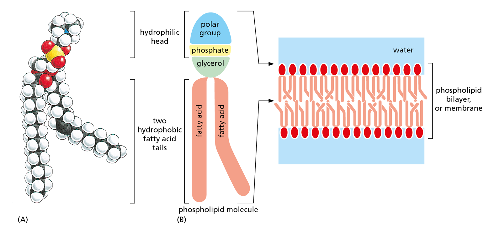 Illustrations A and B show the space filling model of phosphatidylchloine and the structure and arrangement of a phospholipid molecule within a membrane.
