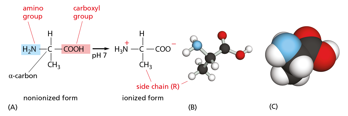 An illustration shows ionization of alanine, a ball and stick model of alanine, and a space filling model of alanine.