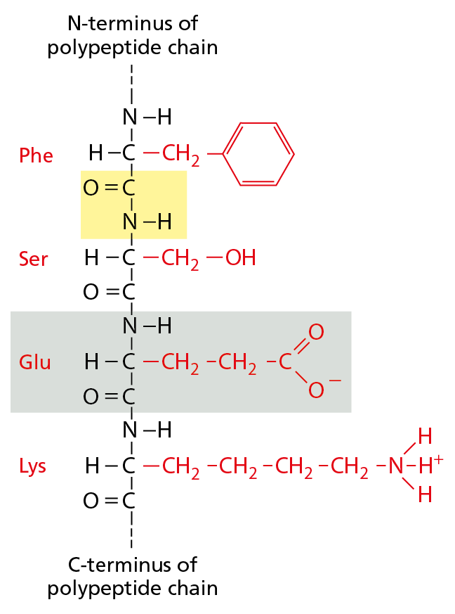 An amino acid chain is shown, with an emphasis on the peptide bond and side chains.