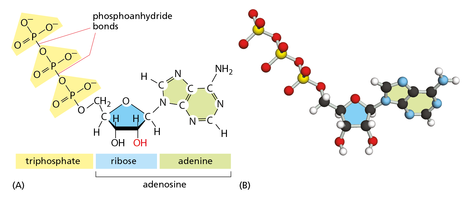 An illustration shows the structure of A T P and its ball and stick model.
