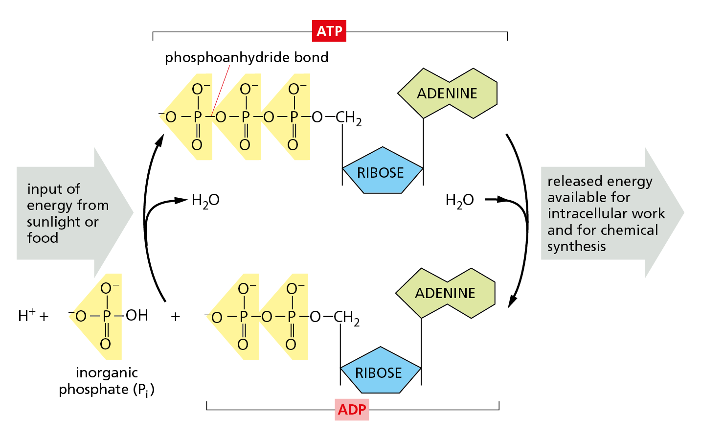 An illustration shows the energy release energy input cycle.