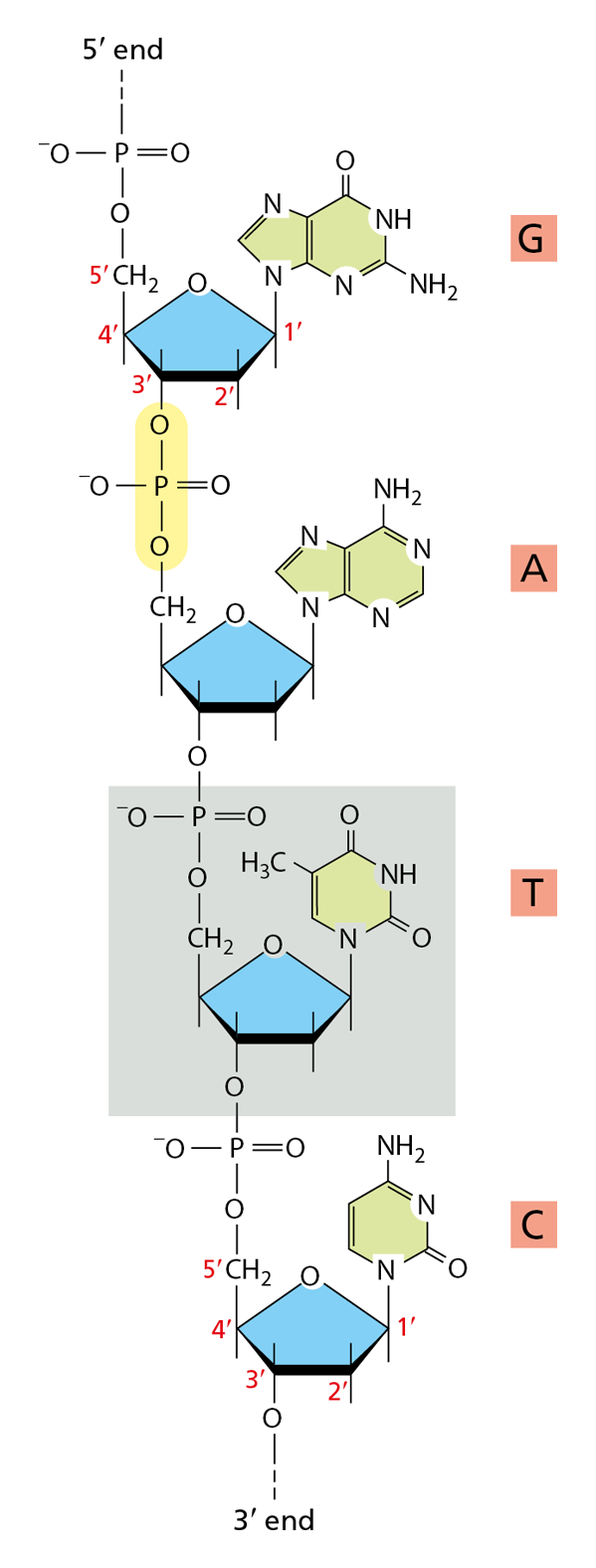 An illustration shows a short D N A molecule. The monomers are G, A, T, and C.