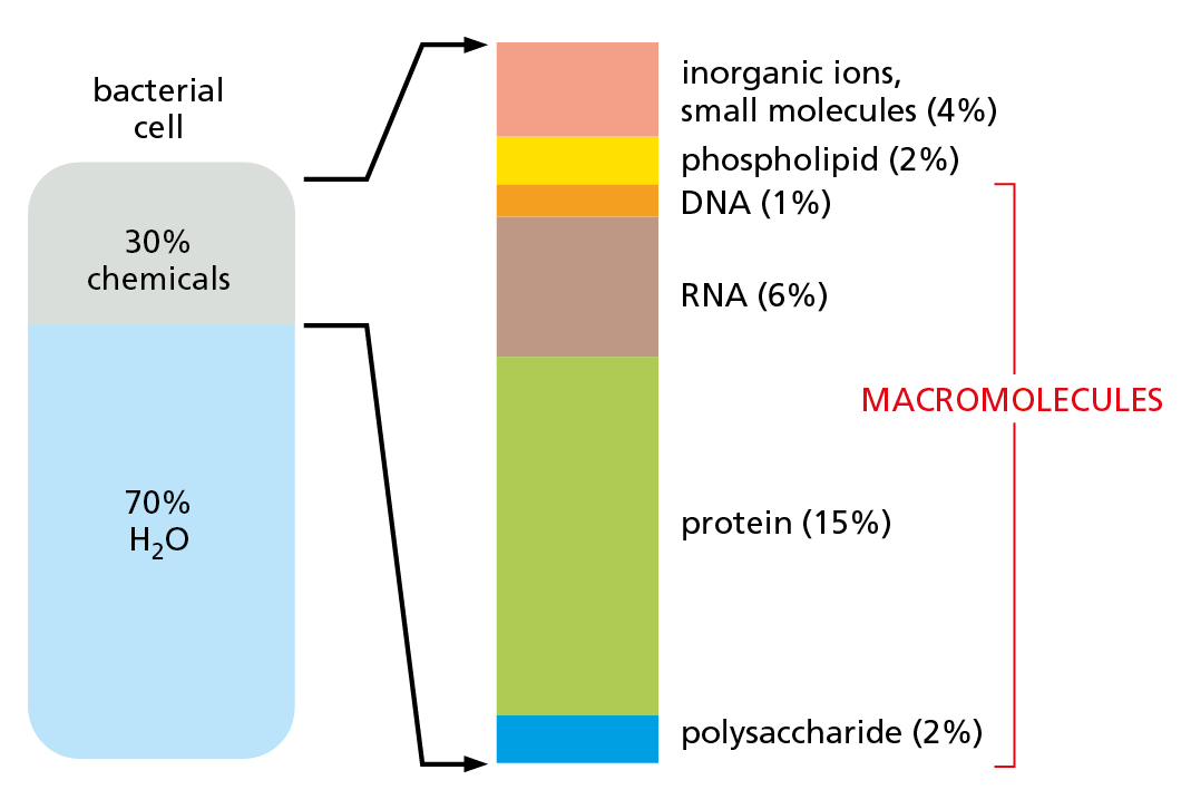 An illustration shows the approximate composition of a bacterial cell.