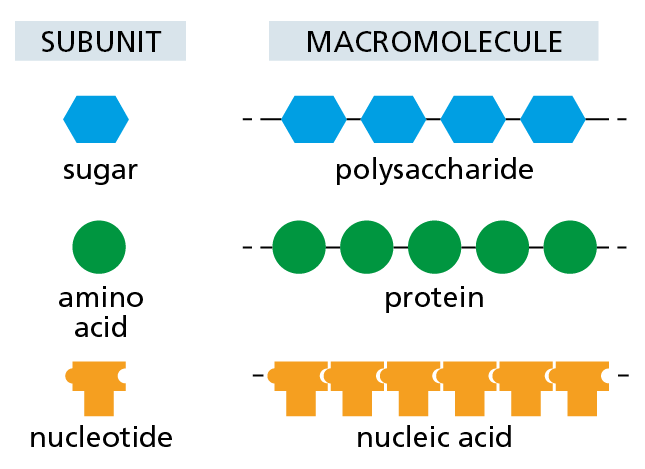 An illustration shows macromolecules and their corresponding subunits.