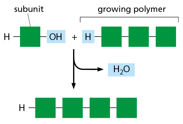 An illustration shows the addition of a subunit to a growing polymer.