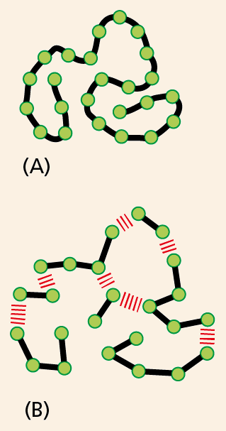 Illustration A shows a continuous polymer chain. Illustration B shows individual molecules linked together by weak interactions.