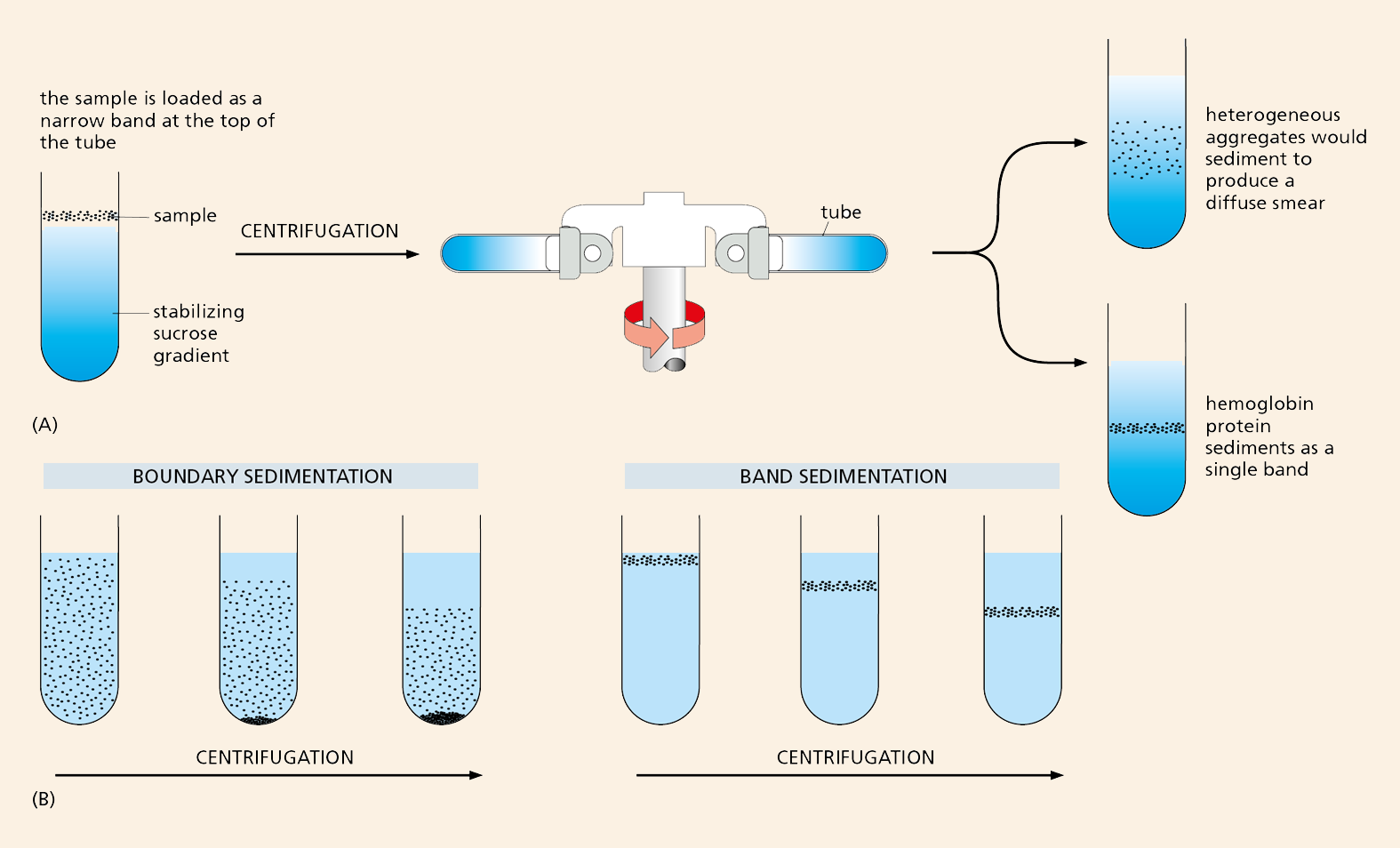 Illustration A shows the general process of ultracentrifugation. Illustration B shows boundary sedimentation and band sedimentation.