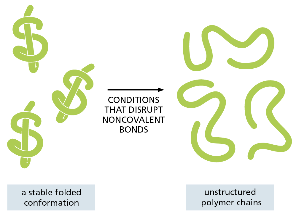 An illustration depicts conformational changes in proteins.