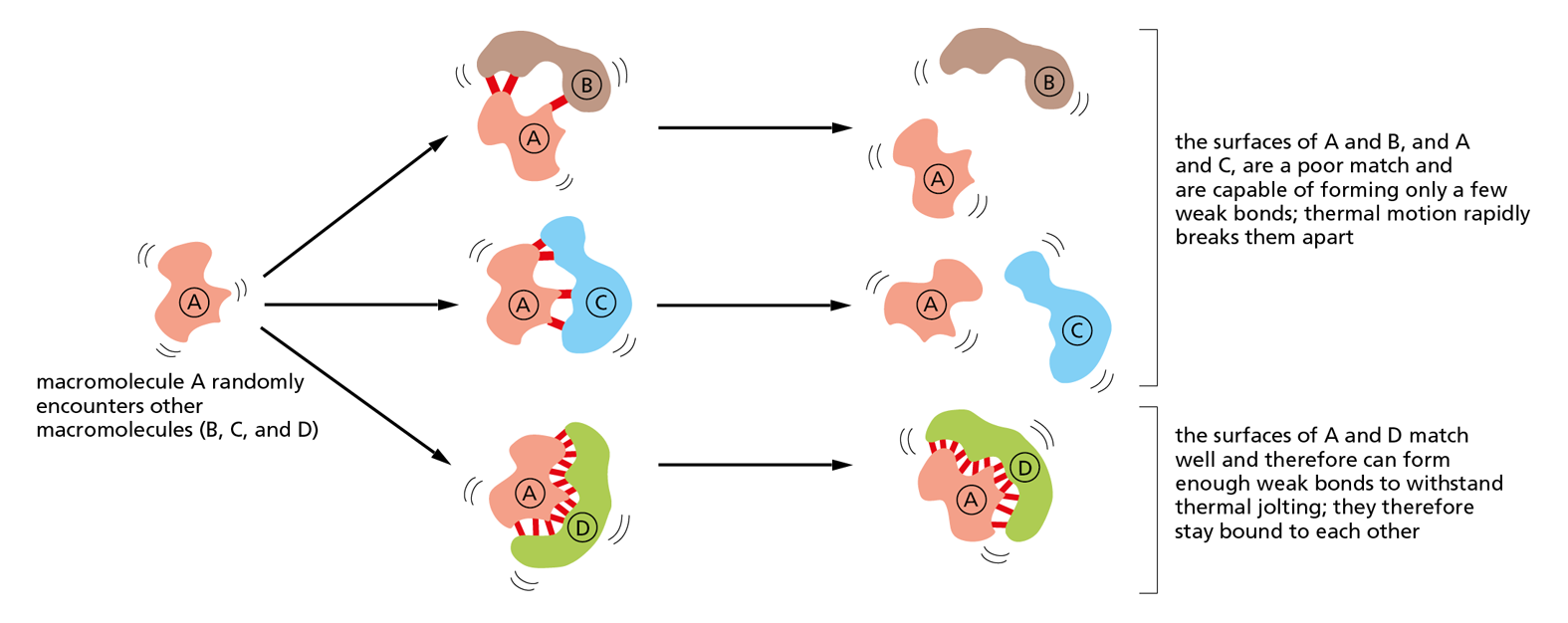 A flow diagram shows how noncovalent bonds mediate interactions between macromolecules.