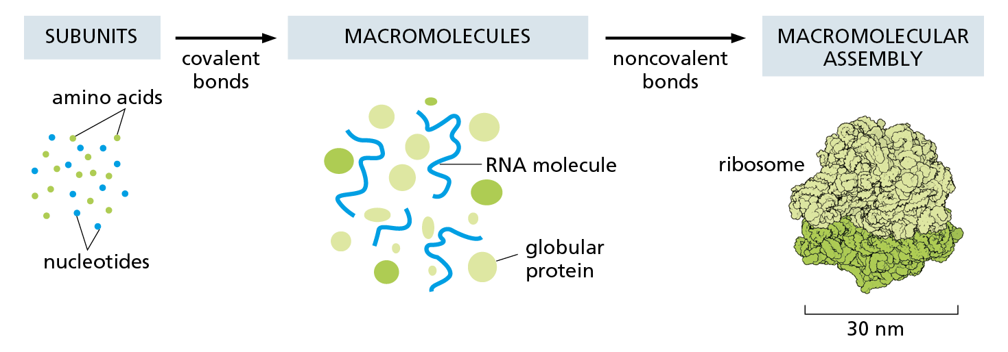 An illustration shows the assembly of subunits into macromolecules, then macromolecular assembly.