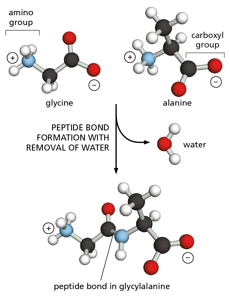 A three-dimensional diagram shows the steps involved in forming a peptide bond between ball and stick models of two amino acids.