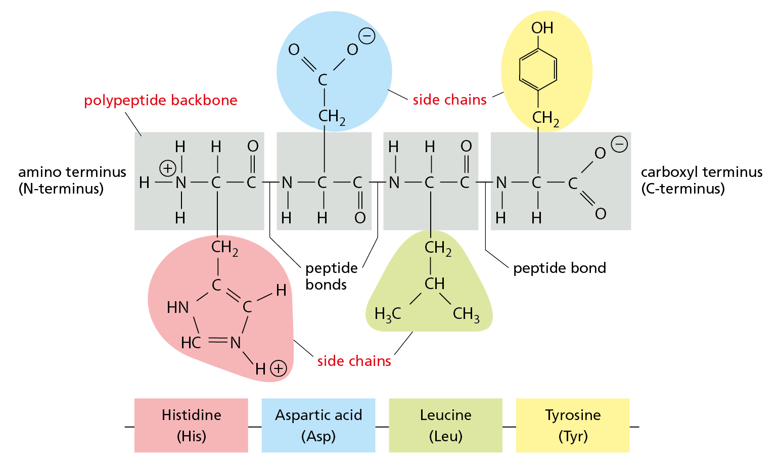 A diagram shows the structural formula of a protein composed of four amino acids linked together in a polypeptide chain.