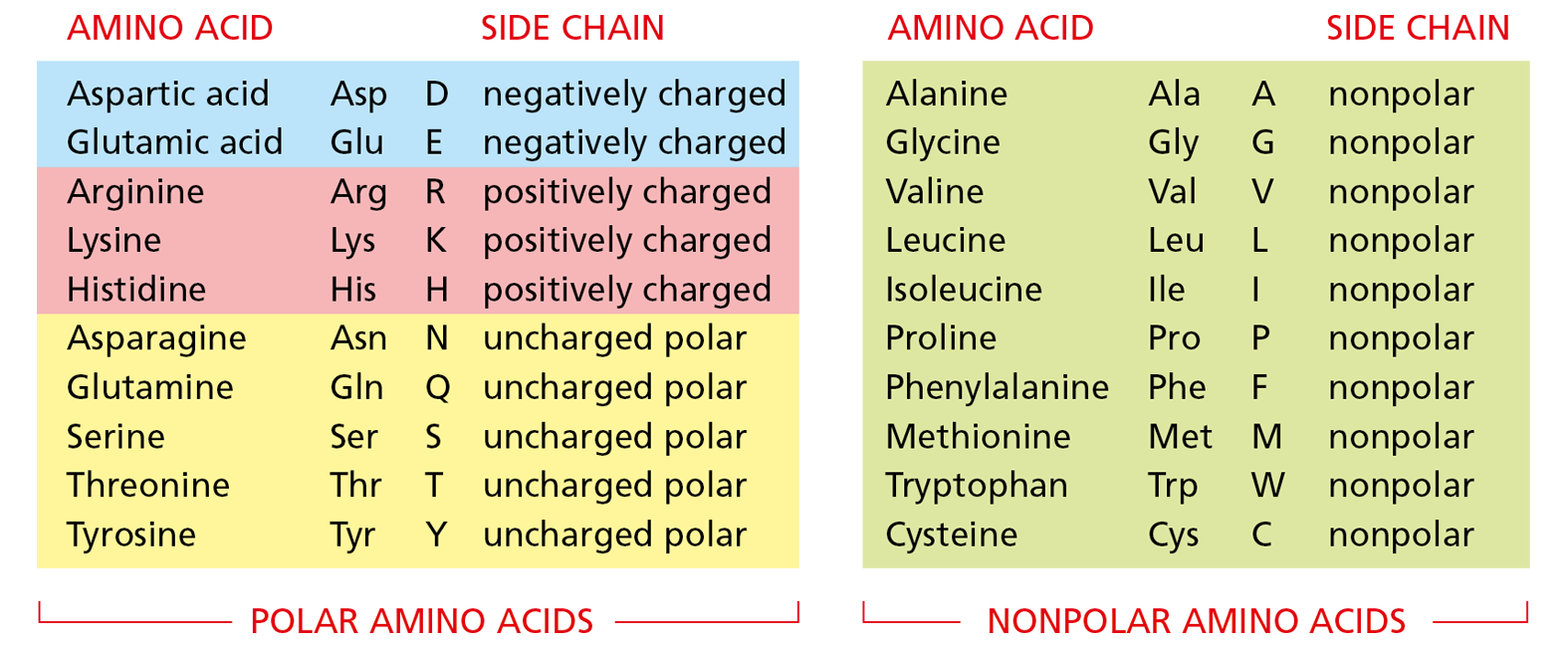 A diagram shows two tables, labeled POLAR AMINO ACIDS and NONPOLAR AMINO ACIDS. Each table lists the amino acid, three-letter and one-letter abbreviations, and character of the side chain.
