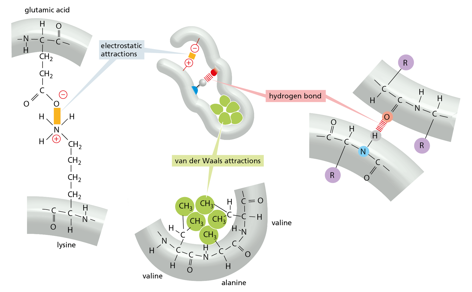 A diagram shows three examples of noncovalent bonds between the polypeptide backbone and/or within amino acid side chains to fold proteins.