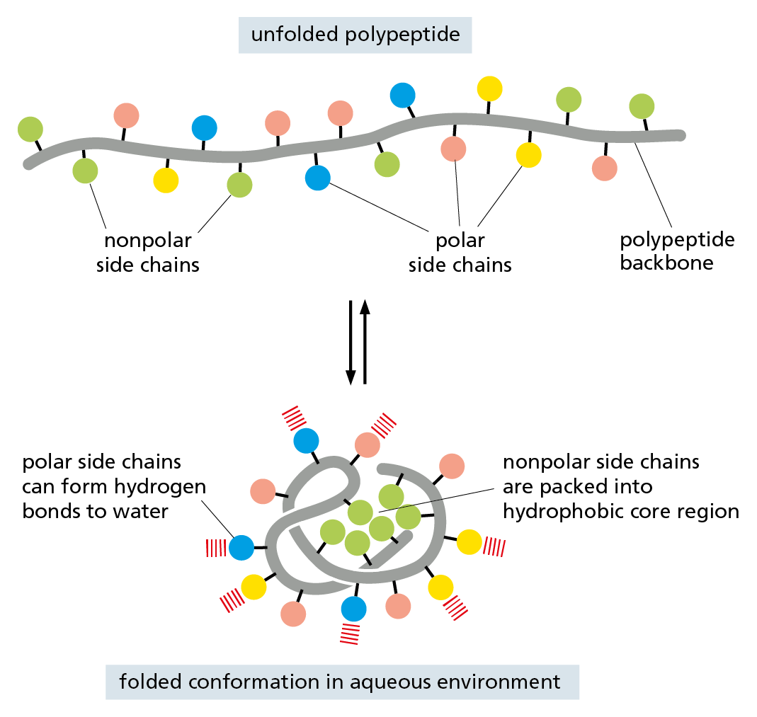 A diagram shows how the nonpolar side chains of a polypeptide are folded and packed into a core region when in an aqueous environment.