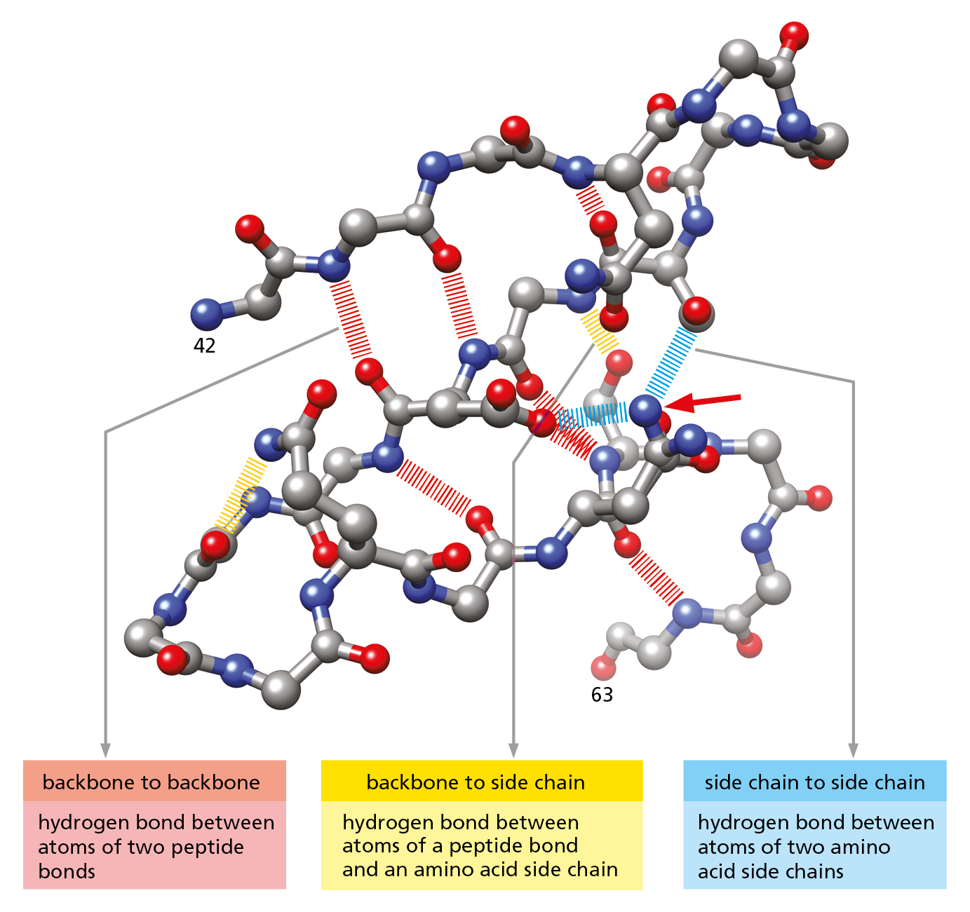 A three-dimensional ball and stick model of a protein molecule shows three examples of stabilizing hydrogen bonds.