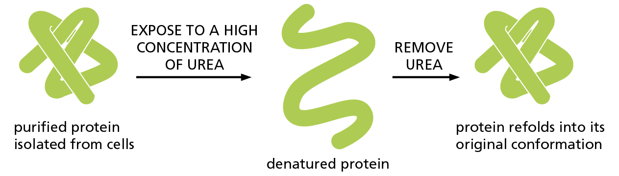 A diagram shows the unfolding and refolding of a protein in the presence and absence of the solvent, urea.