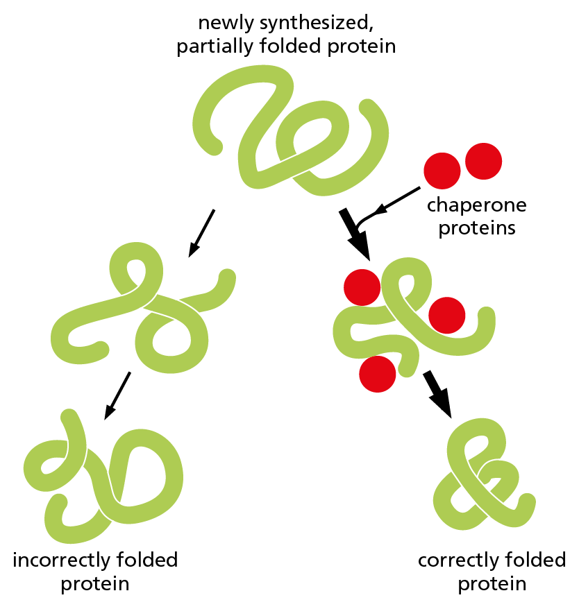 A diagram shows two paths of a newly synthesized, partially folded protein, one with and one without chaperone proteins.