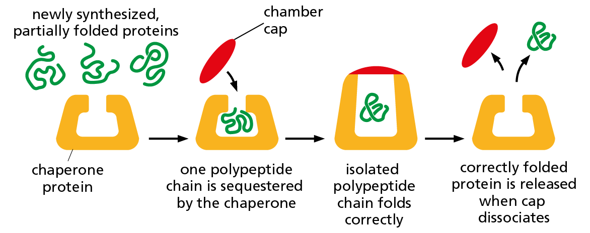 A diagram shows the steps involved when a chaperone protein acts as an isolation chamber to correcly fold newly synthesized proteins.