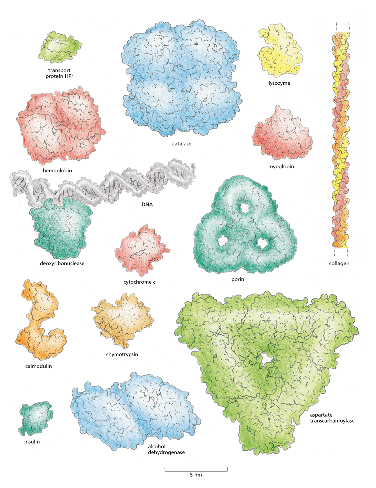 A diagram illustrustrates the differences in shapes and sizes of 15 different proteins.