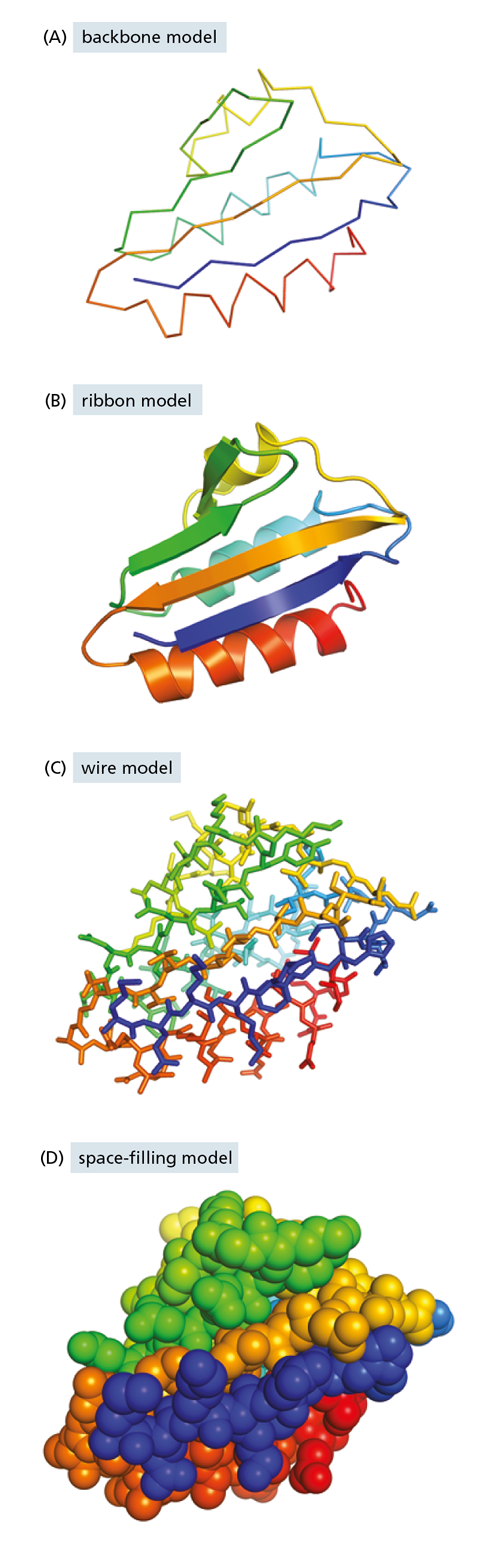 A diagram illustrustrates the same protein via a backbone, ribbon, wire, and space-filling model.