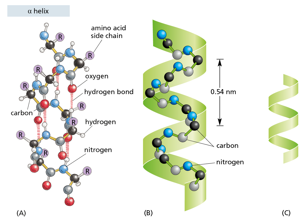 A diagram illustrustrates a protein with an α helix folding pattern using a ball and stick model, ribbon model, and a combination of the two models.