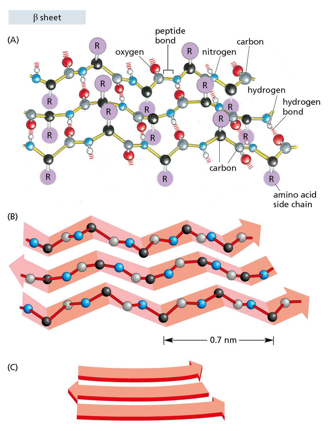 A diagram illustrustrates a protein with an β sheet folding pattern using a ball and stick model, ribbon model, and a combination of the two models.