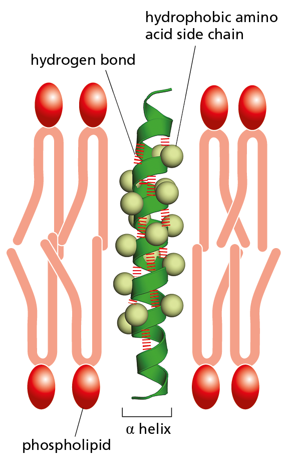 A diagram shows an α helix protein embedded in a cell membrane.