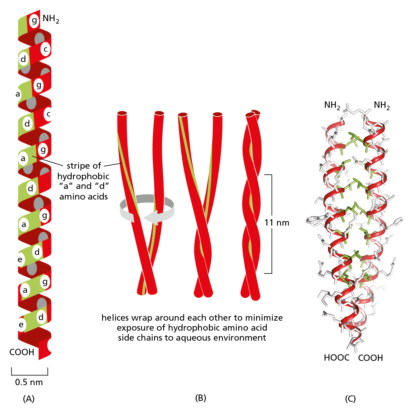 A diagram shows a ribbon model of a single α helix, how two α helices interact to form a coiled-coil, and the atomic structure of the coiled-coil.