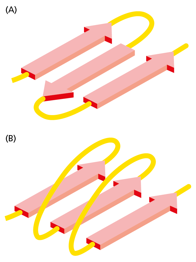 A diagram shows the antiparallel and parallel models of β sheets.