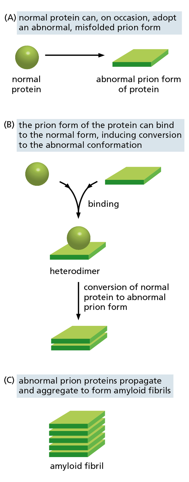 A diagram shows the steps involved in the propagation of abnormal proteins.