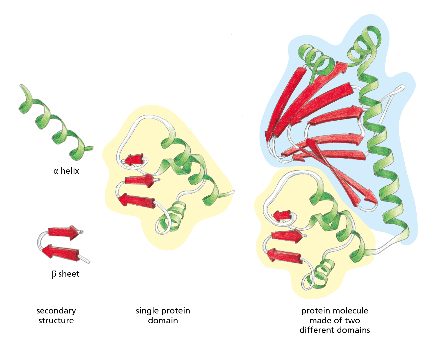 A diagram shows the secondary structures and domains within a model of a protein model.