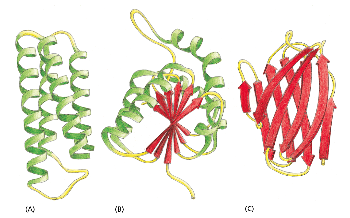 A diagram shows three diffferent protein domains using ribbon models.