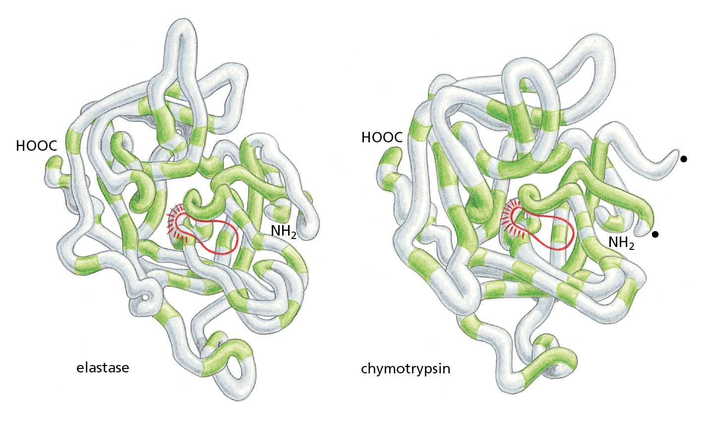A diagram shows the similar backbone models of elastase and chymotrypsin, despite having very different amino acid sequences.