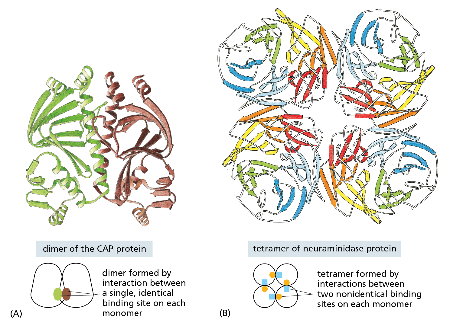 A diagram shows two examples of proteins that contain identical copies of protein subunits.