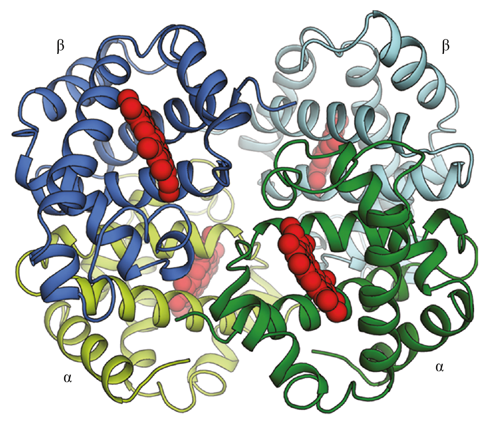 A diagram shows the symmetrical arrrangement of subunits in a hemoglobin protein.